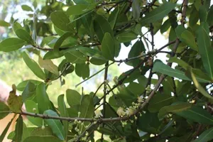 Đổ xô về Bến Tre ngắm "lão bạch mai" 300 tuổi bất ngờ trổ bông