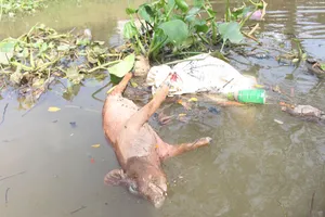 Dịch tấn công đàn heo, Bến Tre tiêm phòng khẩn cấp