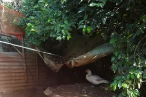 Cô gái 15 tuổi chết thương tâm vì dây điện giăng ở chuồng vịt