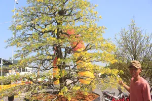 Chiêm ngưỡng cây mai cổ thụ 100 tuổi được chào bán 1,5 tỉ đồng