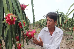 Giá trái cây đặc sản giảm mạnh vì Corona