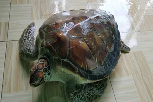 Thả con vích nặng 14,5 kg mắc lưới ngư dân