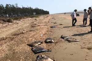 750 bao tải chứa chất màu đen nghi là phế phẩm của tàu buôn