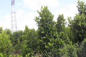 Miền Tây đón những cơn mưa trái mùa giữa hạn mặn gay gắt