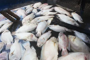 Cá bè trên sông Tiền chết nhiều, chưa rõ nguyên nhân