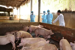 Thứ trưởng làm việc với Tiền Giang về nuôi heo