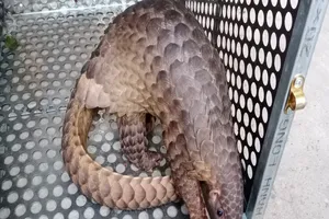 Bàn giao cá thể tê tê, khỉ, mèo rừng quý hiếm về khu bảo tồn