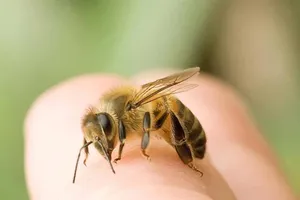 Thầy lang chữa bệnh bằng ong được miễn trách nhiệm hình sự