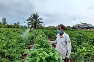 Chợ Lách sản xuất 17 triệu hoa kiểng phục vụ Tết Tân Sửu 2021