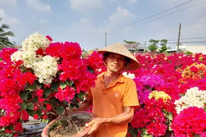 Nhà vườn Chợ Lách phấn khởi trúng mùa vụ hoa Tết
