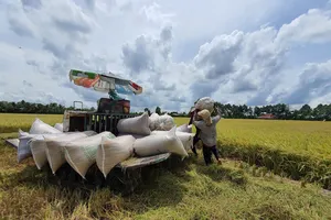 Chuyển đổi sản xuất nông dân trồng lúa tăng lợi nhuận gần 30% 