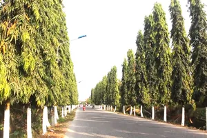 Bến Tre: Xử phạt 2 đơn vị gian lận đấu thầu gói thầu chăm sóc cây xanh