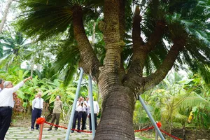 Cây thiên tuế hơn 200 năm tuổi được công nhận là cây di sản