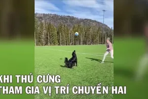 Video thú cưng xuất sắc ở vị trí chuyền hai