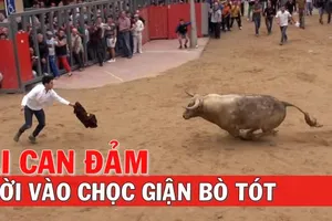 Ai can đảm mời vào chọc giận bò tót 