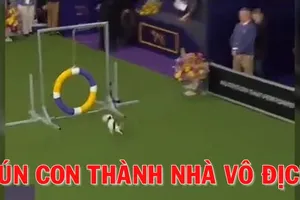 Phấn khích xem cún con thành nhà vô địch vượt chướng ngại vật