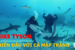 Mike Tyson thử thách đấu với đàn cá mập trắng