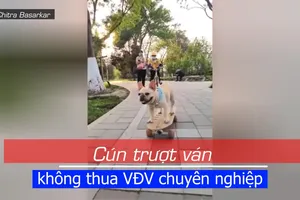 Cún con ngạo nghễ trượt ván trong công viên