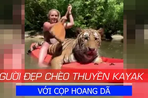 Người đẹp chèo Kayak với cọp hoang dã