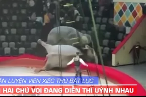 Voi uýnh nhau, HLV bất lực, khán giả chạy tứ tán