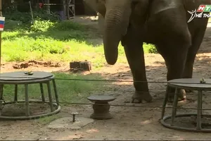 Voi Tom dự đoán Euro 2024 không thua gì bạch tuộc Paul