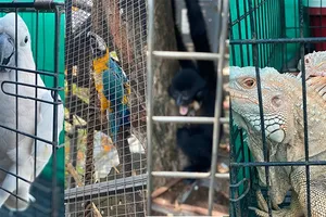 Nuôi nhốt thú rừng trong quán cà phê lại bị tội hình sự, vì sao?