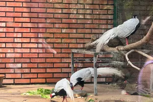 Lạ lùng: 2 vụ án về gà lôi trắng đều do tài khoản Facebook "Quốc Huy" đặt mua gà