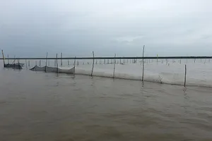 Cướp sò huyết giống ở bãi bồi Cà Mau