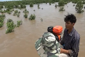 Bị phạt 15 triệu đồng vì nhổ 300 cây mắm non ở vườn quốc gia