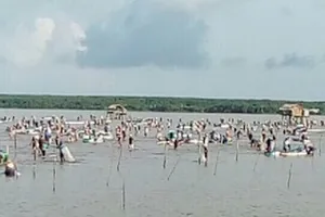 Người dân bắt nghêu của HTX.