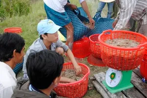 Thương lái Trung Quốc giả khách du lịch thu mua hải sản