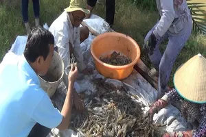 Thu hoạch tôm càng.