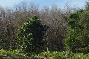 Một gốc khu rừng bị chết. 