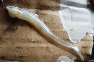 Điều tra sinh vật lạ nghi làm chết nhiều cá ở Cà Mau