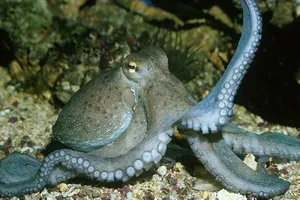 Bé 6 tuổi nguy kịch vì bị mực tua cắn 