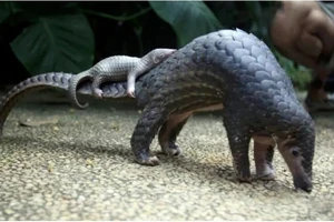 Đình chỉ 1 kiểm lâm vì ký thông hành cho 114 con trút