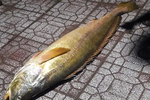 Bắt được cá đường 30 kg quý hiếm sau hàng chục năm vắng bóng