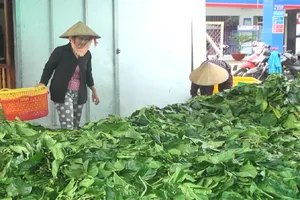 Thi nhau tuốt sạch lá nhàu bán giá 4.000 đồng/kg