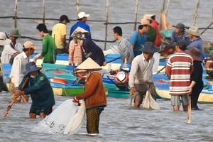 Hàng ngàn người đổ xô đi cào nghêu giống ở mũi Cà Mau