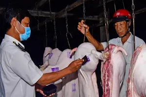 Cà Mau: Nhắc nhở 5 lãnh đạo huyện, xã lơ là với dịch tả heo 