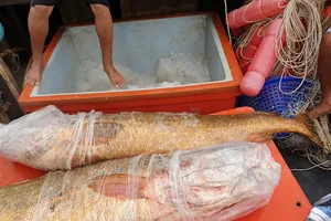 Ngư dân Cà Mau bắt được cặp cá sủ vàng 70 kg