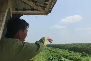 Cảnh báo cháy cấp V hơn 3.000 ha rừng tràm ở Cà Mau