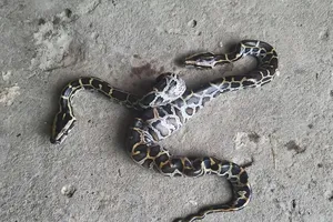 Cà Mau: Trăn mới nở có 2 đầu, bán giá 19 triệu đồng