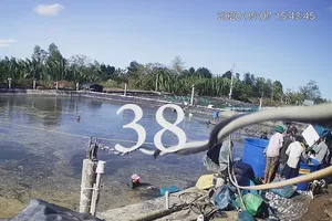 Công an dựng lại hiện trường vụ thương lái trộm tôm ở Cà Mau