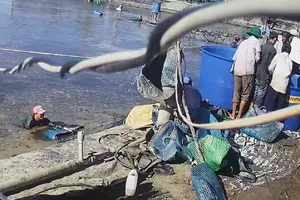 Công an bắt 3 người trong nhóm thương lái trộm tôm ở Cà Mau