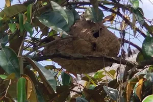 Phát cỏ trúng tổ ong vò vẽ, người đàn ông ở Cà Mau tử vong
