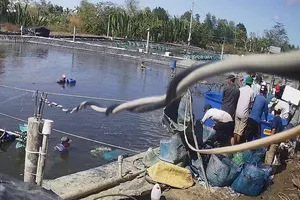 Sắp xử vụ trộm tôm tinh vi, táo bạo ở Cà Mau