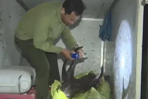 Cà Mau: Phát hiện một vụ giết nai rừng 150kg