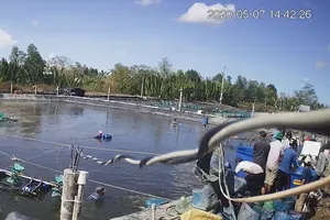 19 'siêu trộm tôm' ở Cà Mau chuẩn bị hầu tòa