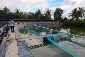 Cà Mau: Tôm cá chết, nông dân lao đao vì...giấy đi đường